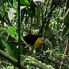 Ramphastos dicolorus