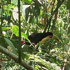 Ramphastos dicolorus