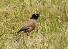 Acridotheres tristis