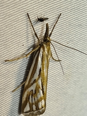 Hednota pleniferellus