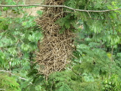 Phacellodomus rufifrons