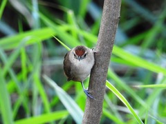 Phacellodomus rufifrons