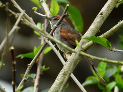 Synallaxis hypospodia