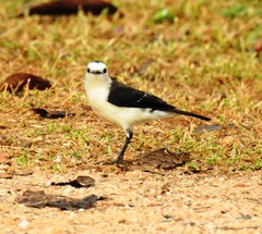 Fluvicola albiventer