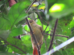 Anabacerthia ruficaudata