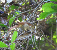 Ancistrops strigilatus