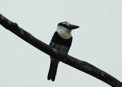 Notharchus macrorhynchos