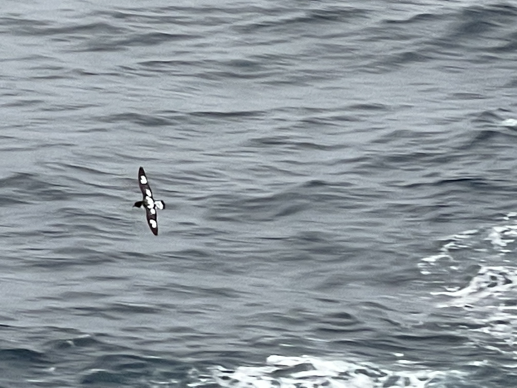 Pintado Petrel