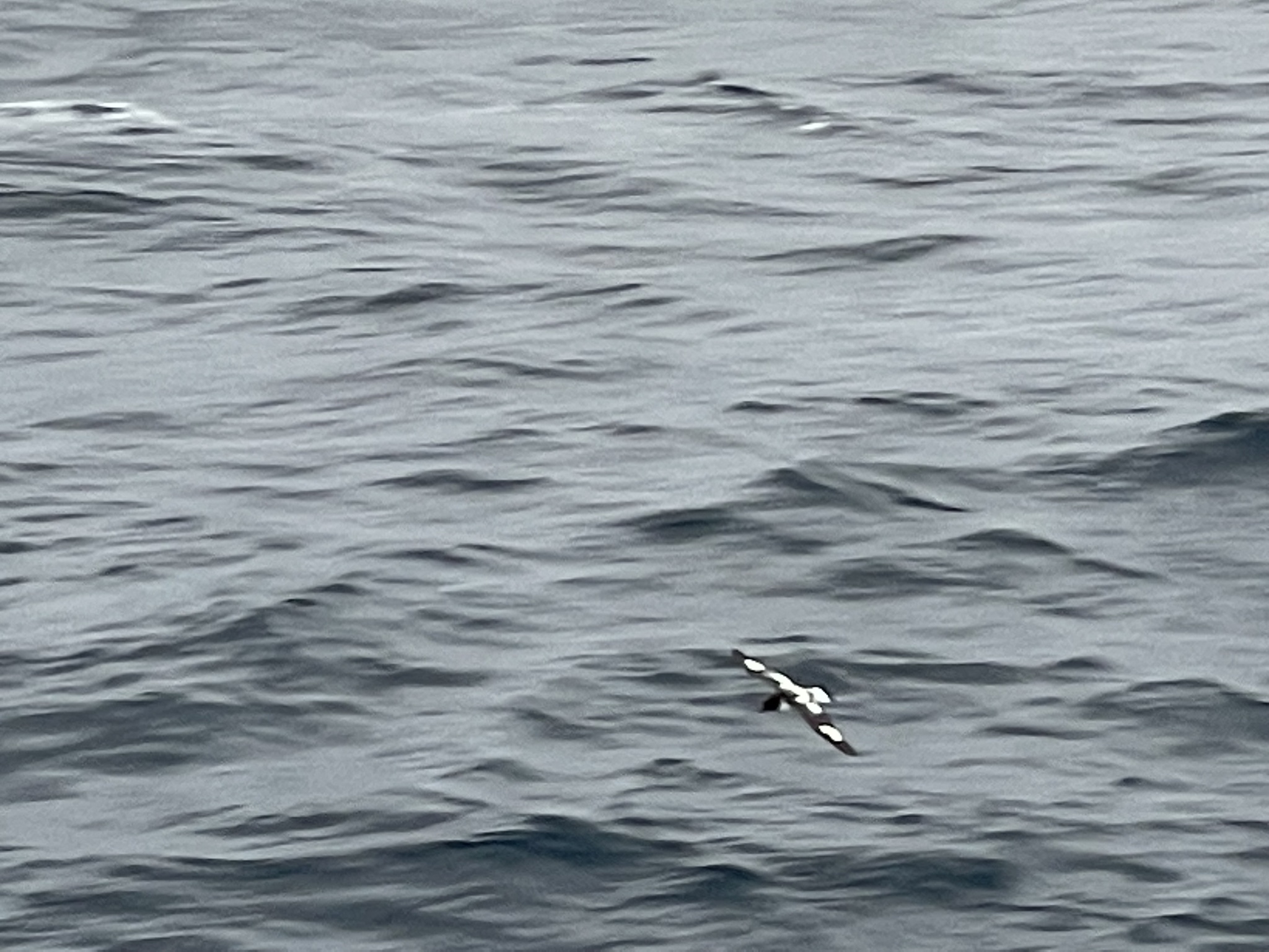 Pintado Petrel