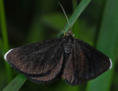 Odezia atrata