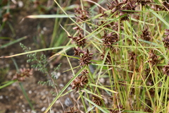 Cyperus sanguinolentus