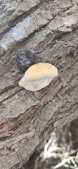 Inocutis tamaricis