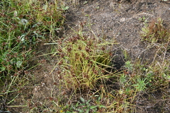 Cyperus sanguinolentus