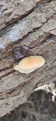 Inocutis tamaricis