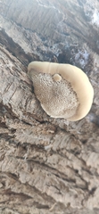 Inocutis tamaricis
