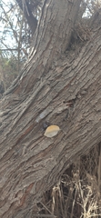 Inocutis tamaricis