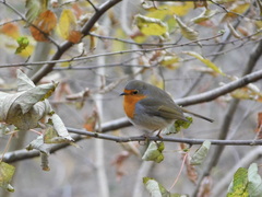 Erithacus rubecula