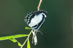 Psychonotis caelius