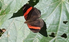 Adelpha lycorias lycorias