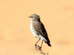 Emarginata tractrac
