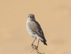 Emarginata tractrac