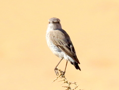 Emarginata tractrac