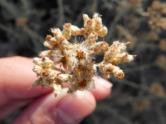 Helichrysum bachmannii
