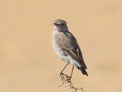 Emarginata tractrac