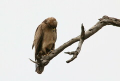 Hieraaetus wahlbergi