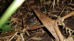 Leptodactylus fragilis