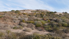 Helichrysum bachmannii
