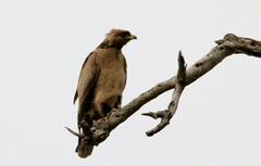 Hieraaetus wahlbergi