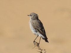 Emarginata tractrac