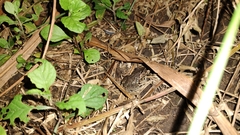 Leptodactylus fragilis