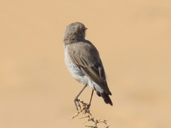 Emarginata tractrac