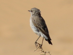 Emarginata tractrac