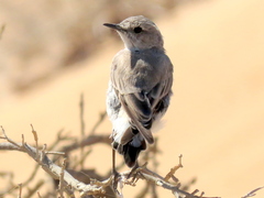 Emarginata tractrac
