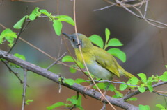 Apalis flavida