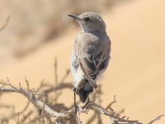 Emarginata tractrac
