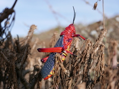 Phymateus morbillosus