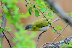 Apalis flavida