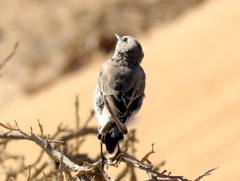 Emarginata tractrac