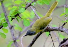 Apalis flavida