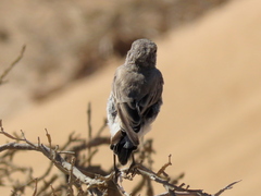 Emarginata tractrac