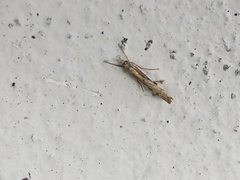 Agriphila geniculea