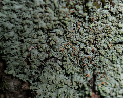 Phaeophyscia rubropulchra