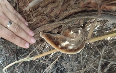 Inocutis tamaricis