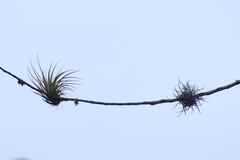 Tillandsia recurvata