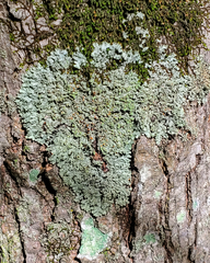 Phaeophyscia rubropulchra