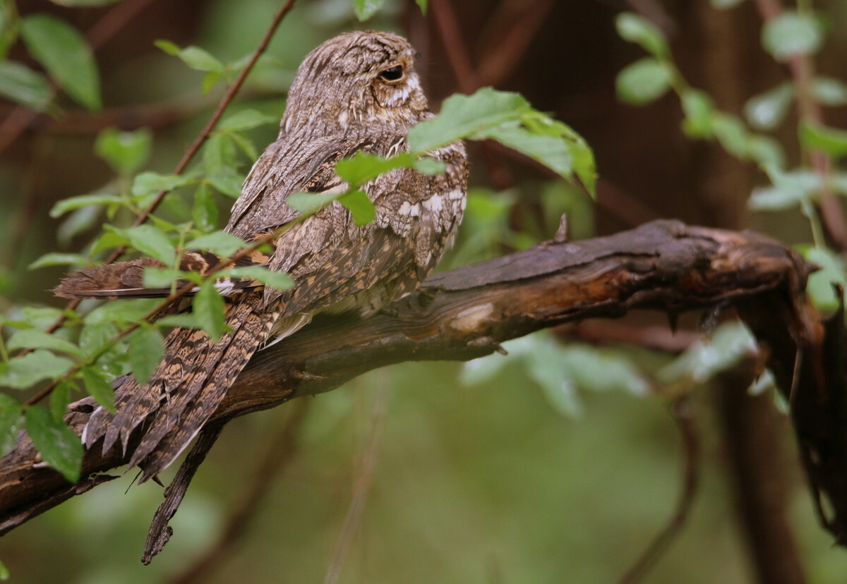 European Nightjar